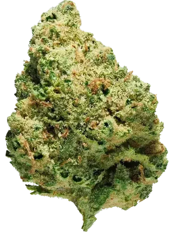 Aphria Typ 1 Bienville