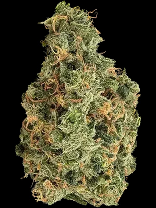 Blackbird Plain Sativa Euforia