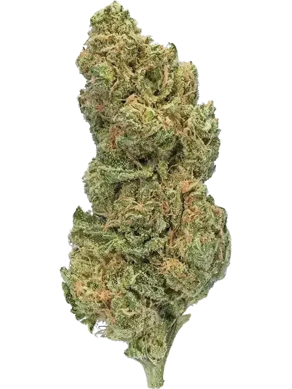 Token GC THC23 Gorillas Chocolate