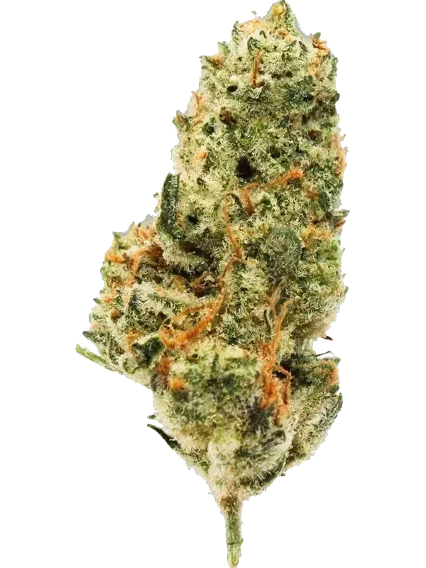 Huala 22/1 CA OSB