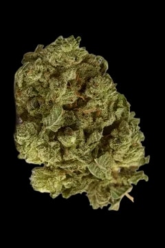 Tilray Craft THC22 Jean Guy / Bienville