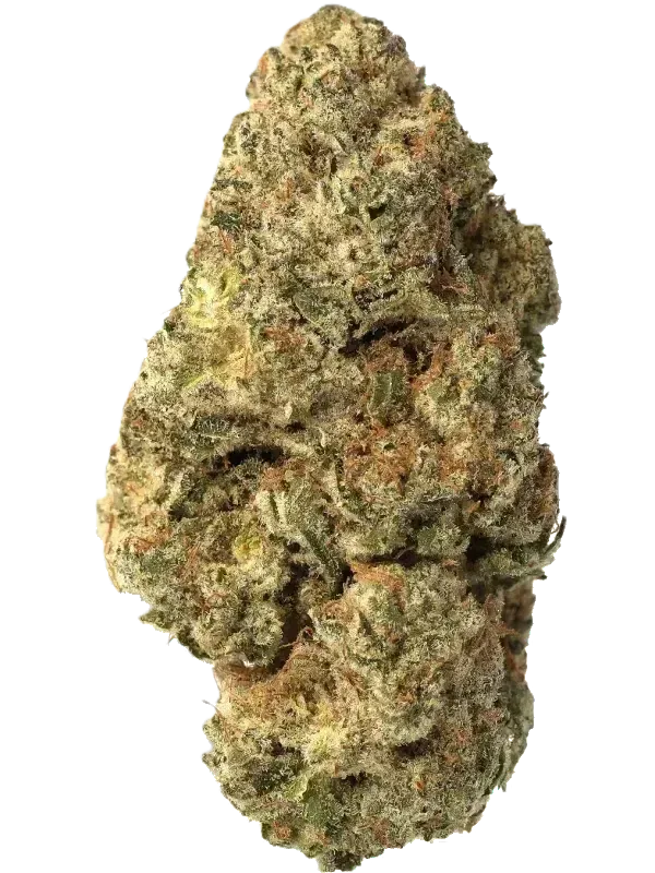 San Raf 31/1 CFK Campfire Kush