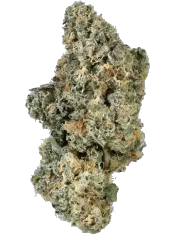 420 Evolution 22/1 CA MGD