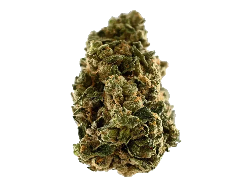 420 Evolution 25/1 CA GMO