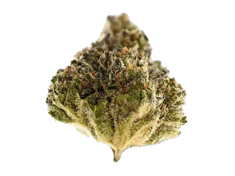 stabil. FLF-CA 24