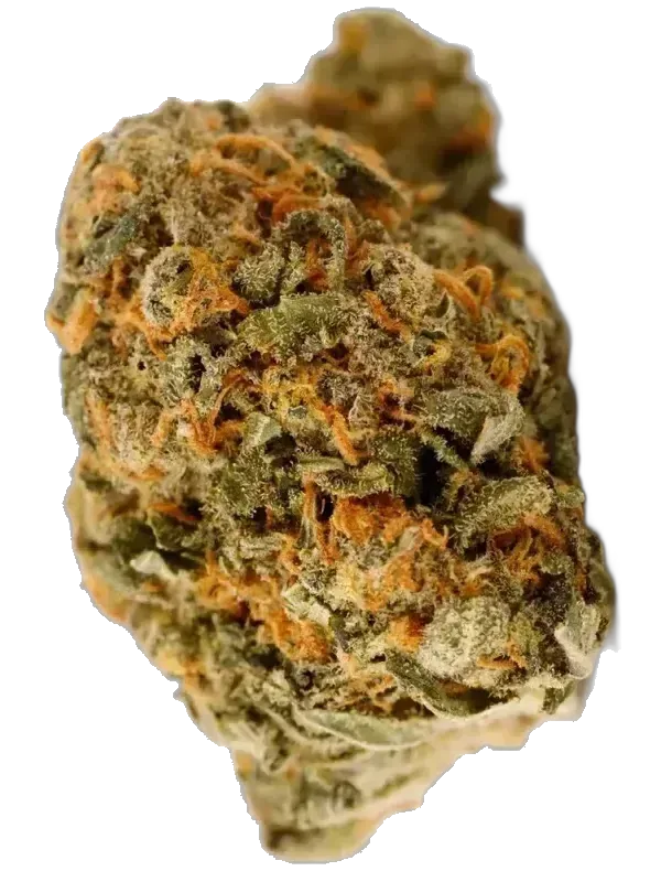 420 Evolution 27/1 CA CBB