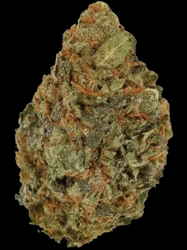 mediprocan African Ruby 28/1