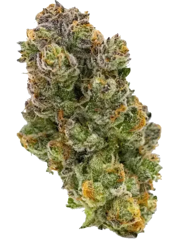 PURPLEFARM 26/1 HB