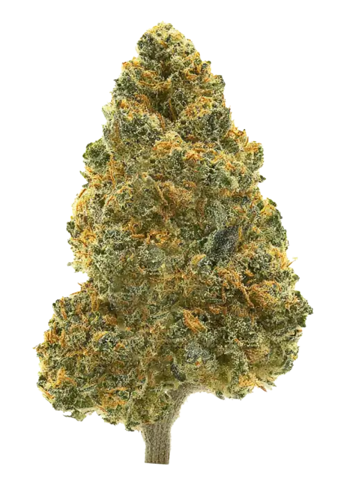 Mint Chocolate Chip