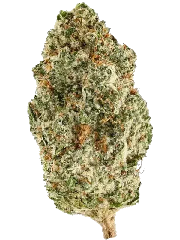Super Sativa