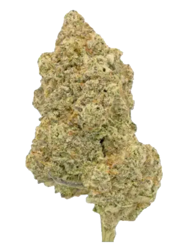 madrecan 21/1: Remo Chemo