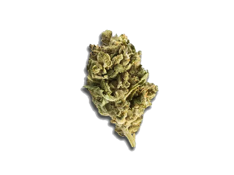 Canopy GDB 1/12