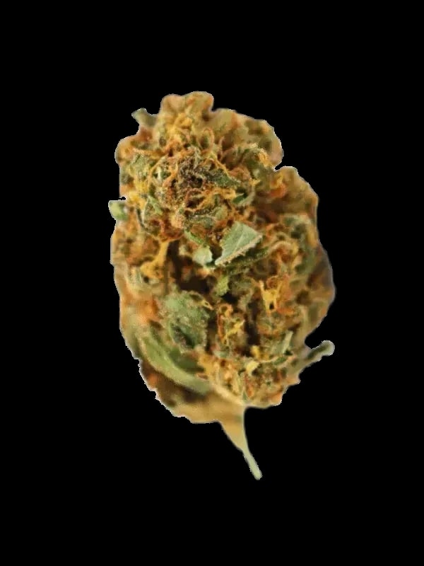 Soma OG 20/1 CC