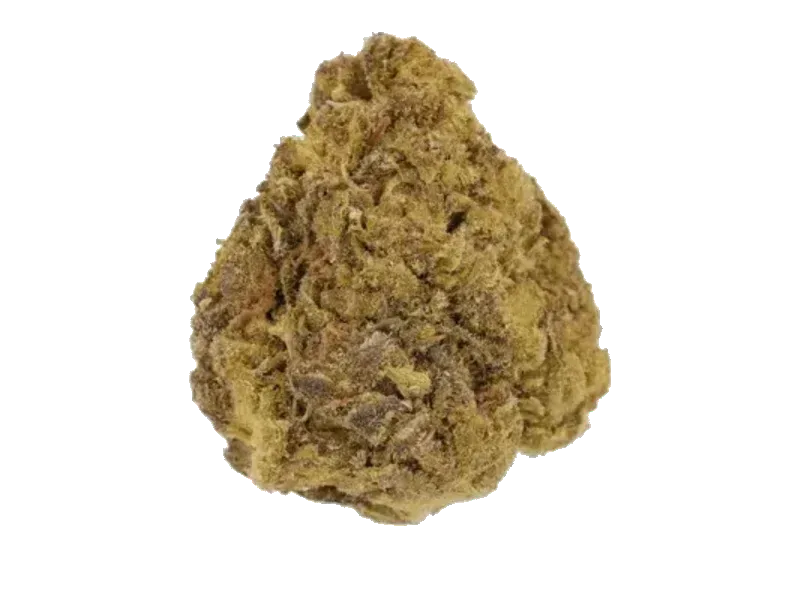 Bathera 24/1 BZ