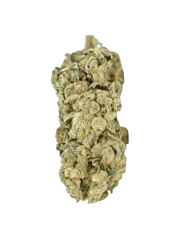 Canify 20/1 Big Buddah