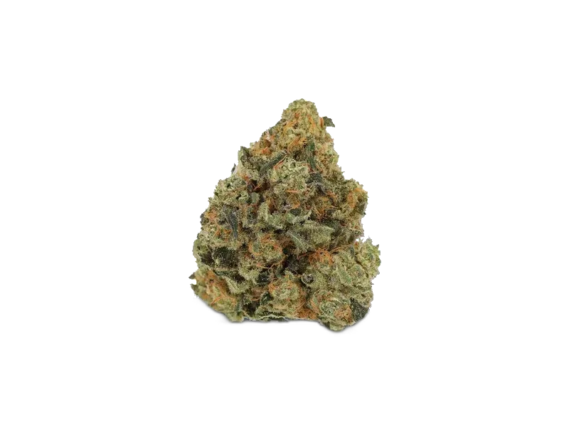 Amici RBO Rose Bomb