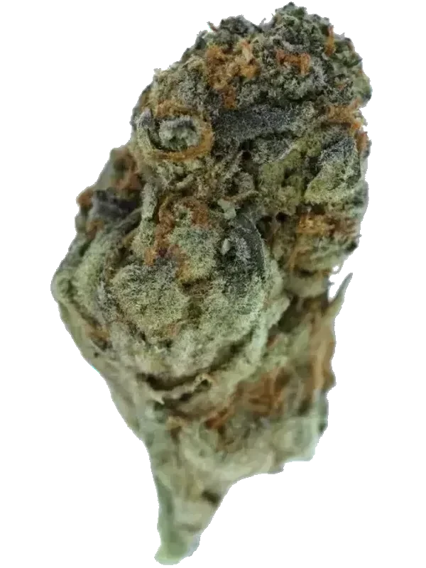 CannabiStada 20/1