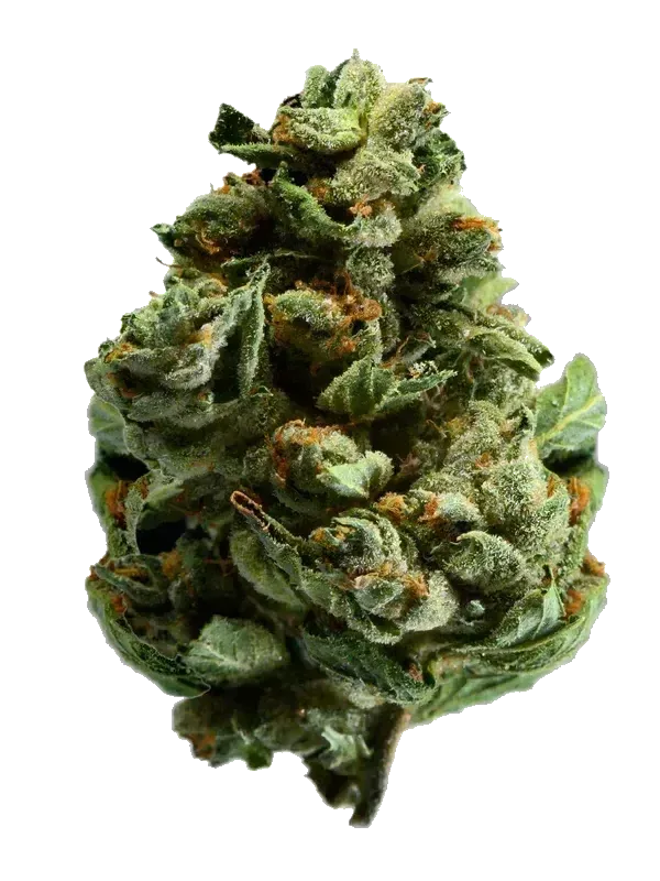 420 Natural 20/1 CA DBB
