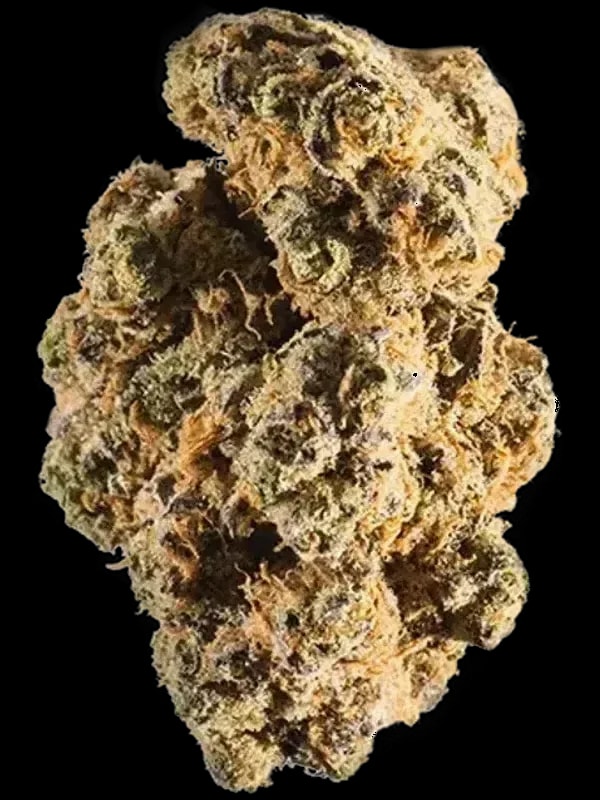 CV Regular Drop Banana Daddy