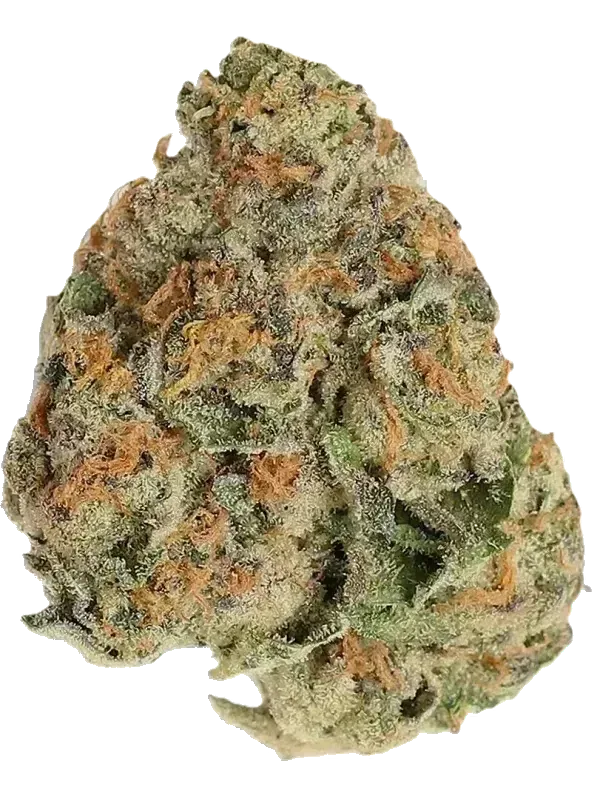 mediprocan African Ruby 26/1 SOGC