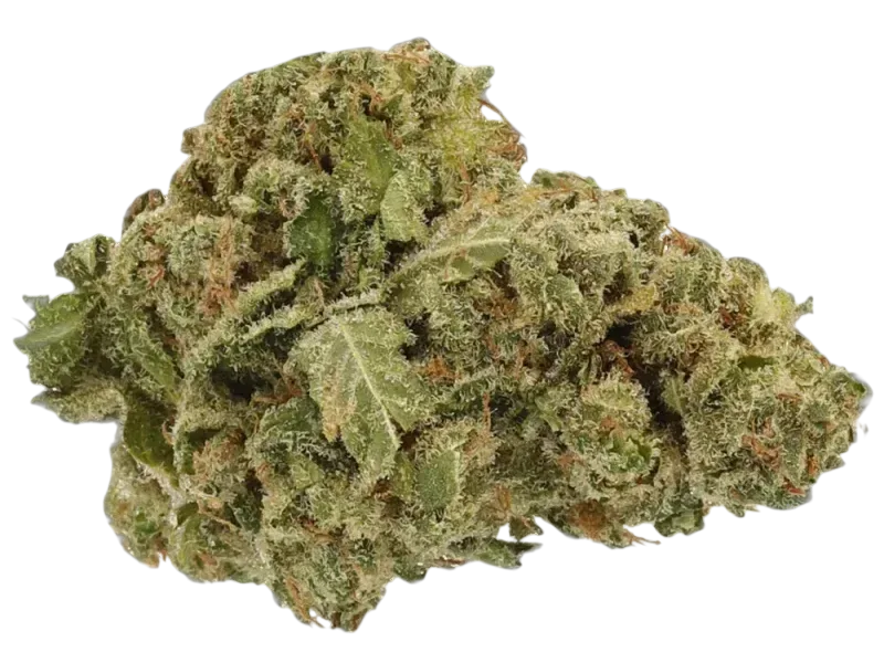 AMP ACT-GM TCG THC20