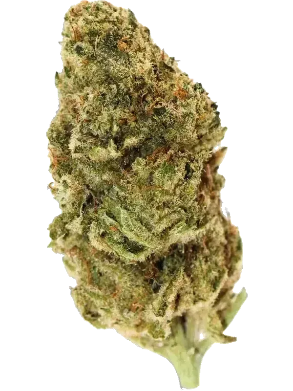 BOTANICS Tonic Fuel 24/1