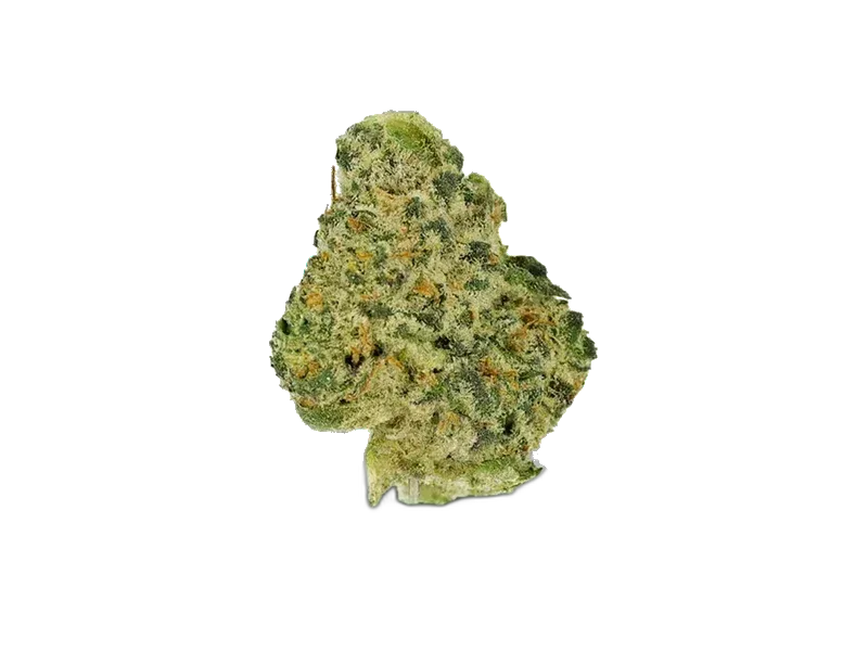 Cannamedical Indica Forte MA