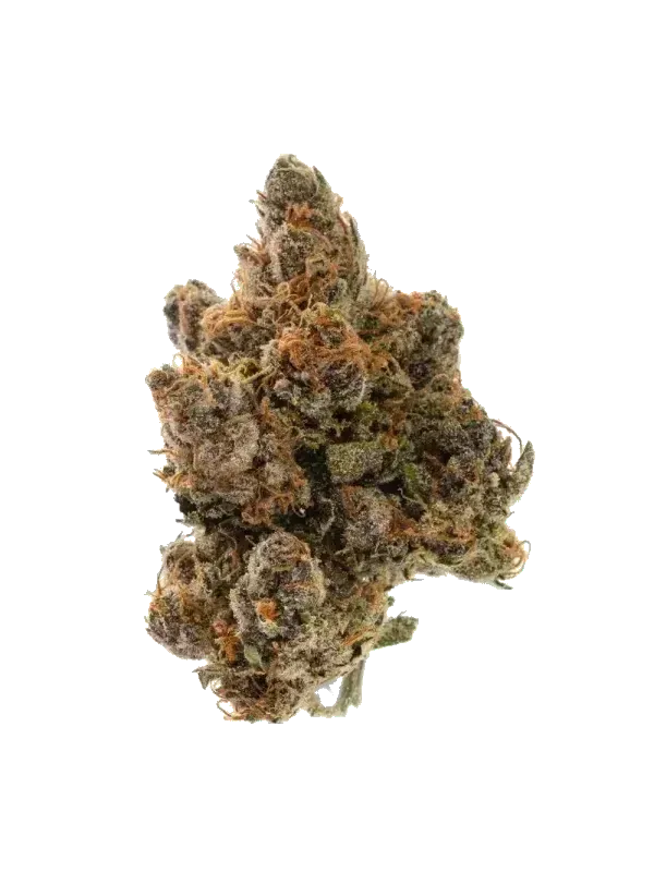 Hollymood 28 G41 Gelato 41