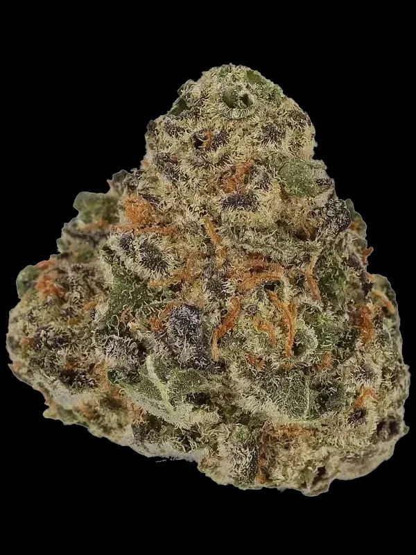 Sumo MDLX 30/1