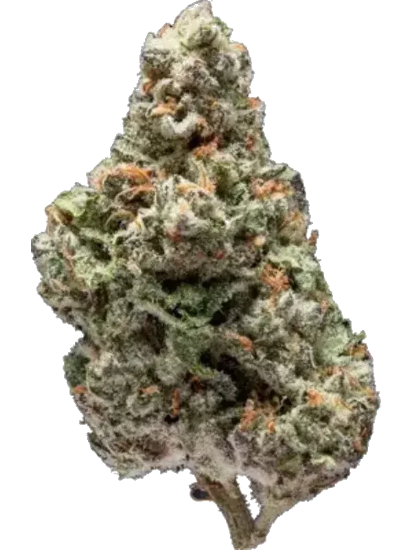 MAC 1 (Miracle Allien Cookies)