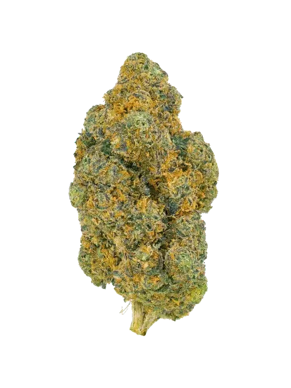 Sinceritas Sativa Verum 24/1 BG
