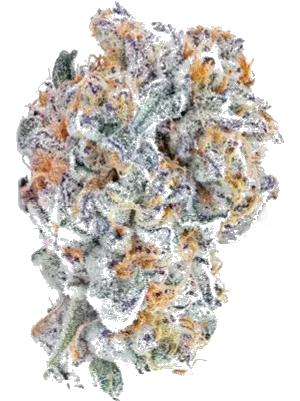 Budza 24/1 WRZ