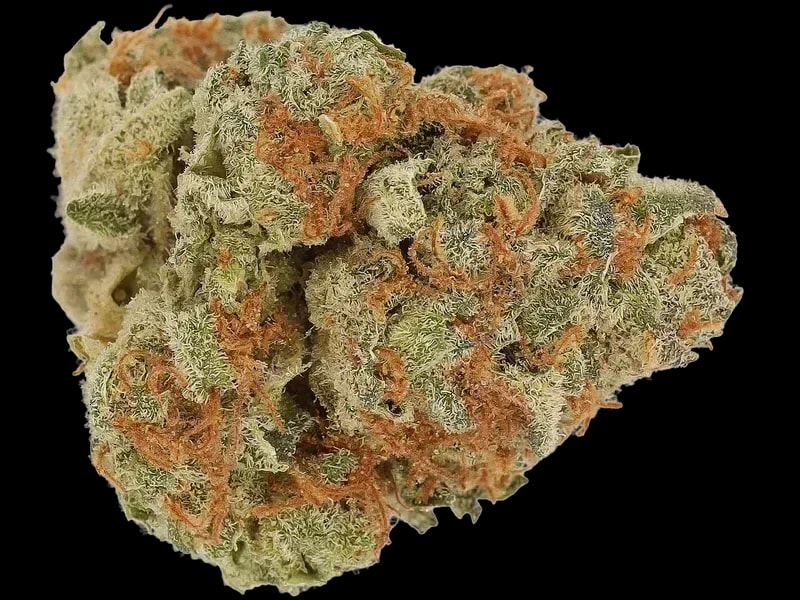 OzSun 26/1 Candy Gas