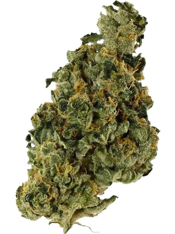 28/1 NICE GSC