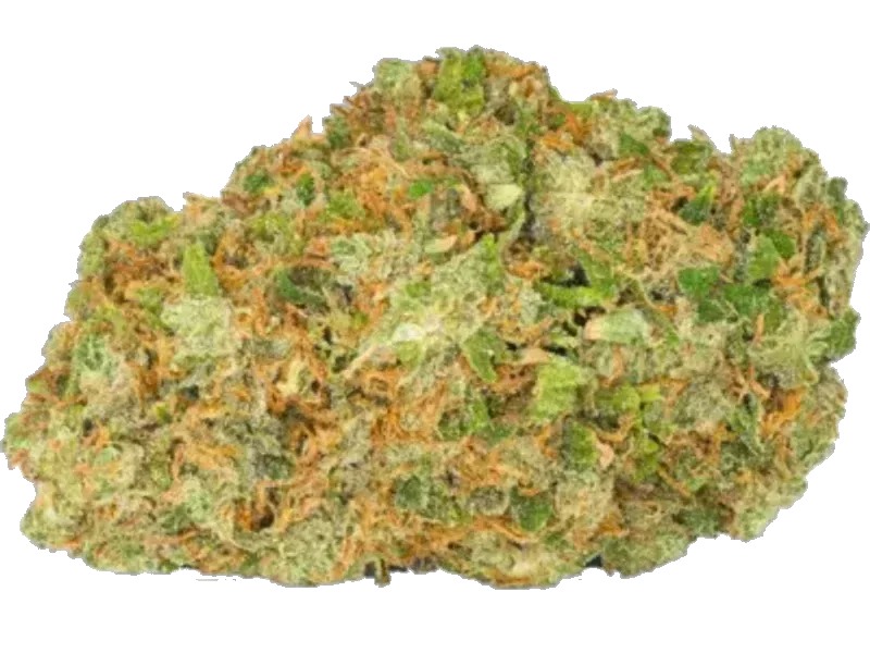 Briah GP 29