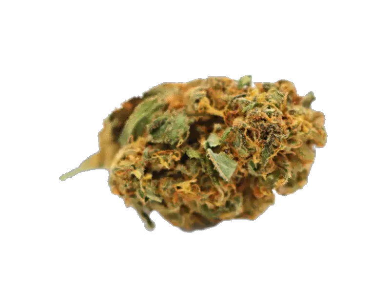 CannabiStada 20/1 SEN