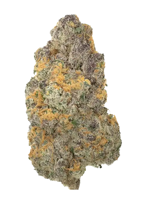 420 Evolution 33/1 CA GMO
