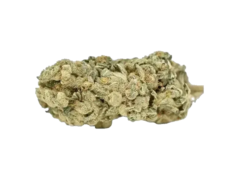 Pedanios 10/13 MBE-CA