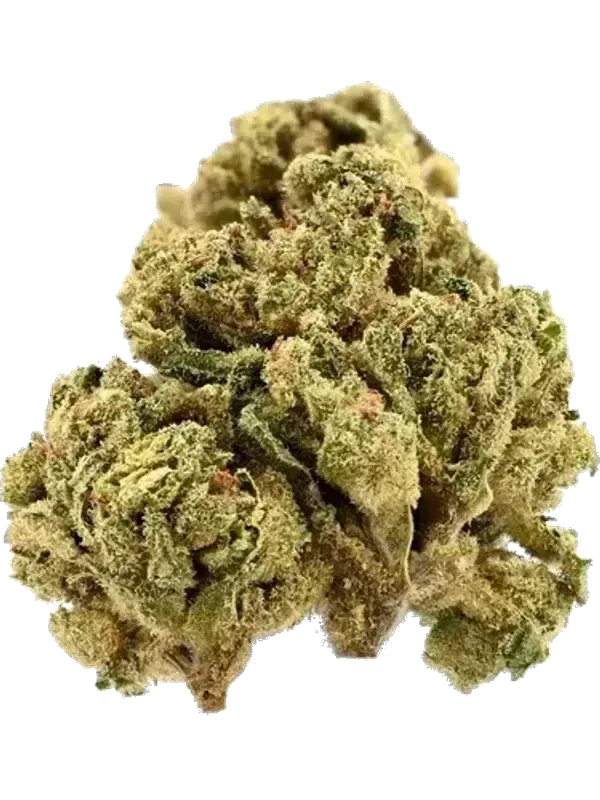 420 Evolution 27/1 CA PGM