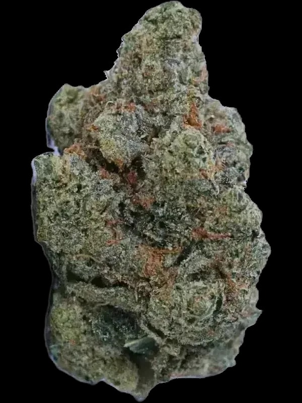 Shrubs 25/1 SGK