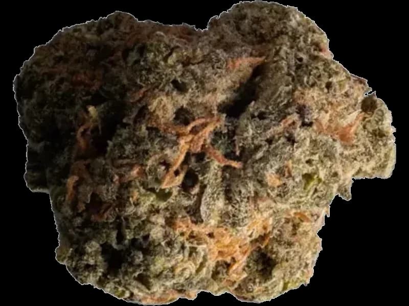 Amnesia kush x Sherbet Shocker