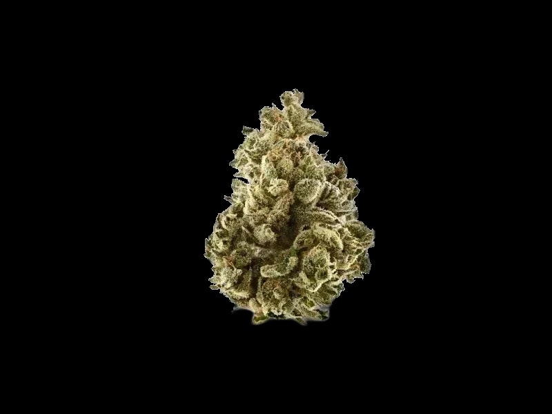 AMP Trichome GPP THC24