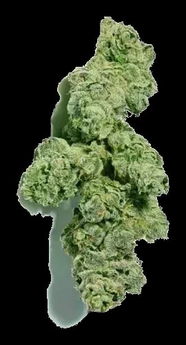Shrubs 30/1 GLT