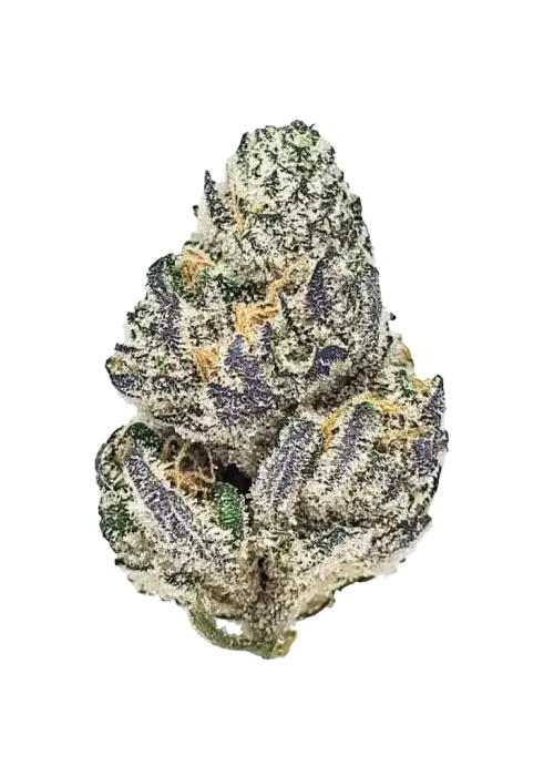 Daily Special 21/1 LEM Lemonatti