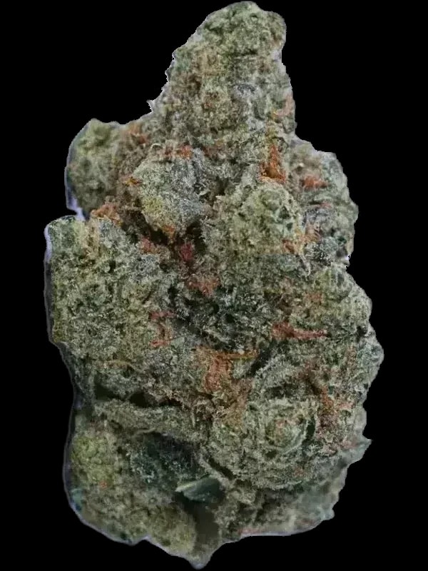 Bathera 25/1 Blue Z