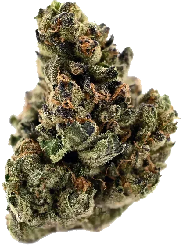 Eufloria 33/1 LBA LA Baker
