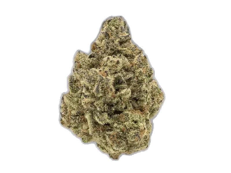 Bathera 23/1 BZ