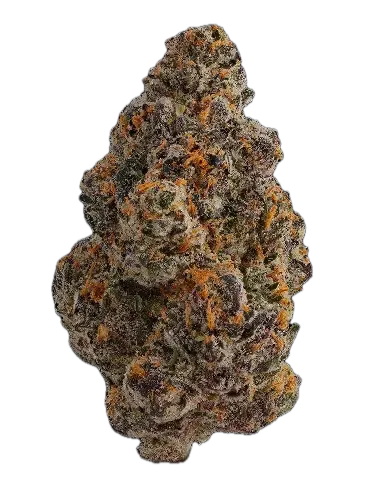Hollymood 25 G41