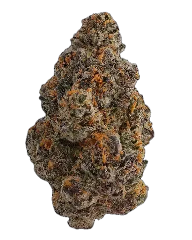 Hollymood 25 G41