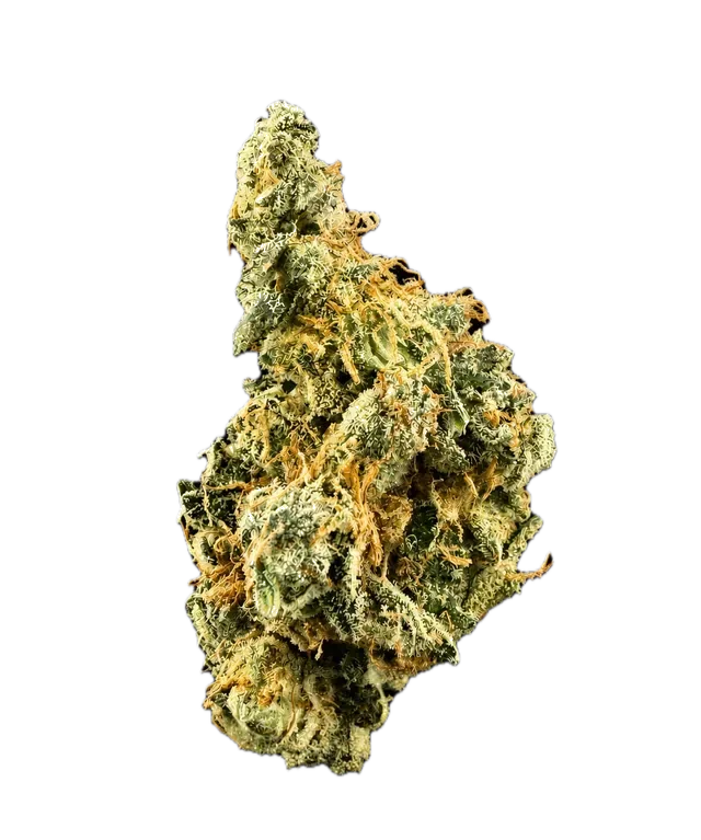 Bathera 25/1 GMO Smalls